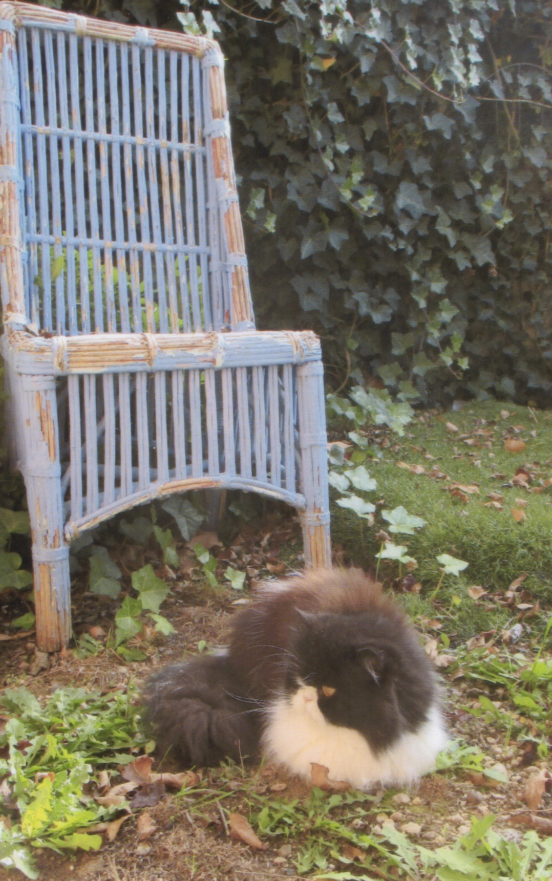 Vieux fauteuil peint, abandonné dans le jardin, il attend une nouvelle vie…patience et huile de coude requises !